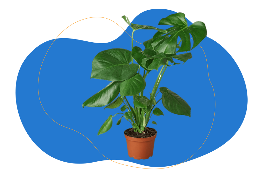 monstera